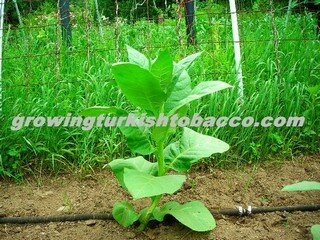 Young Turkish Tobacco Plant