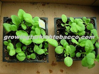 3 Week Old Turkish Tobacco Seedlings